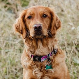 Elektra - Golden Retriever