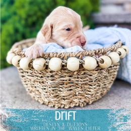 Drift - Apricot male Goldendoodle puppy in Soddy Daisy, Tennessee from The W Doods