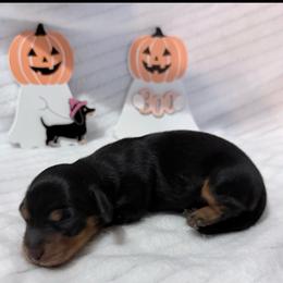 Willow - Black and tan female Dachshund puppy in Hillsville, Virginia from Bonderosa Kennels