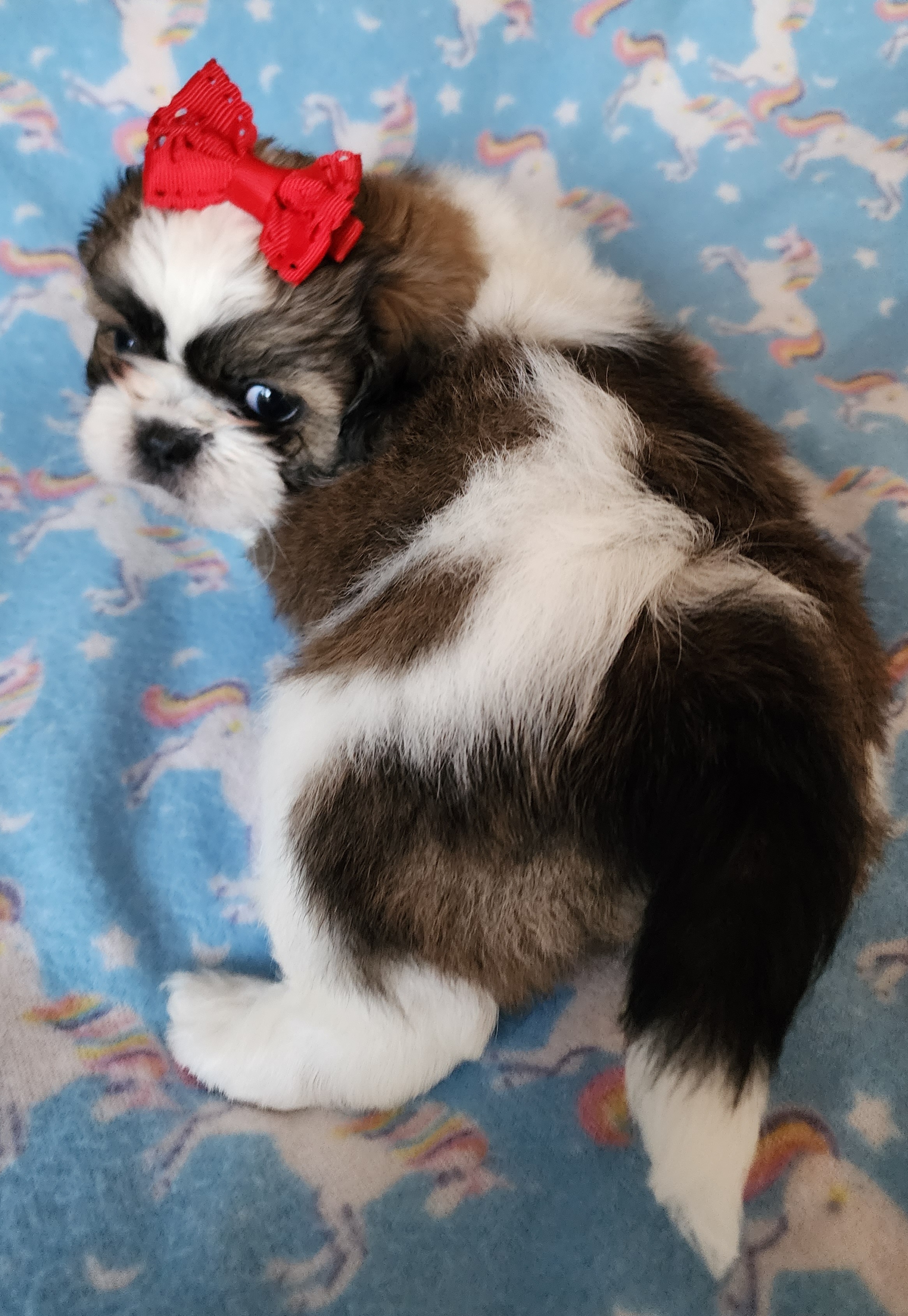 Shih Tzu Puppies from Grandma Ts Precious Puppies
