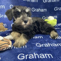 AKC Lt Blue Collar - Black and silver female Miniature Schnauzer puppy in Comer, Georgia from Water Oak Farm