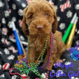 Sandy - Apricot female Australian Labradoodle puppy in Rhode Island from Highland Beach Labradoodles