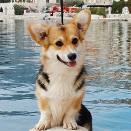 German Shepherds and Pembroke Welsh Corgis from Top Shepherd Perlez