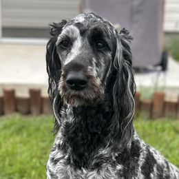Goldendoodles from Pearls Perfect Pups