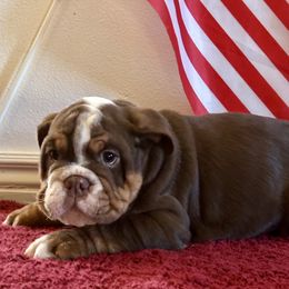 Bulldog Puppies from Snuggle Pups