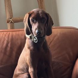 Dixie - Redbone Coonhound