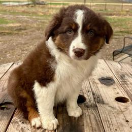 Fancy - Red tri-color female Australian Shepherd puppy in Preston, Idaho from KC Bar Ranch Aussies
