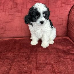 Cavapoo Puppies from Hales Wagging Tails