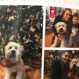 Soft Coated Wheaten Terrier Puppies from Wagging Wheatens