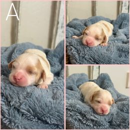 Boy 1 - Blenheim male Cavachon puppy in Smoot, Wyoming from Designer Mountain Mutts