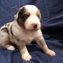 Australian Shepherd Puppies from Persimmon Creek Farm