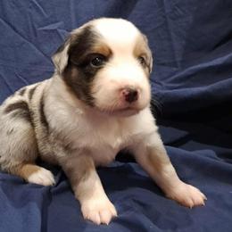 Australian Shepherd Puppies from Persimmon Creek Farm