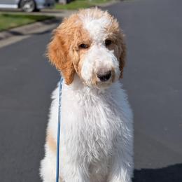 Peach Collar - Parti male Goldendoodle puppy in Olympia, Washington from Sinclairdoodles