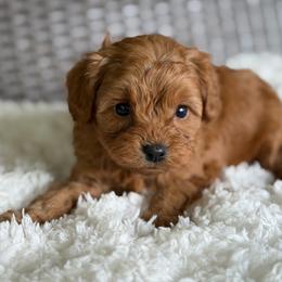 Rudy - Red male Cavapoo puppy in Hardin, Texas from Oodlesoflildoodles