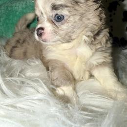 Merle - Merle male Chihuahua puppy in Newport, Kentucky from Chihuahua Casa
