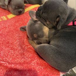 French Bulldog Puppies from Ballen Bulldogs