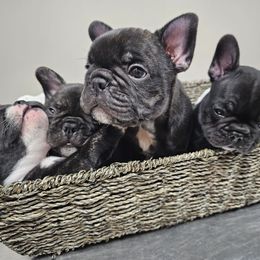 French Bulldog Puppies from Luna and London’s Puppies