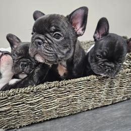 French Bulldog Puppies from Luna and London’s Puppies