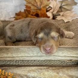 Chip (Blue) - Dapple male Dachshund puppy in Cherry Valley, California from Sugar and Spice Dachshunds