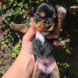 Ace - Black and gold male Yorkshire Terrier puppy in Lakeland, Florida from You Me & The Yorkies