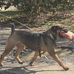 Hot Tamale - Cane Corso