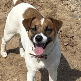 Border Terriers and Jack Russell Terriers from Cedar Run Kennels