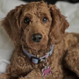 Ginger - Bernedoodle
