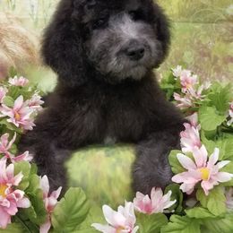 Labradoodle Puppies from Lovey Labradoodles