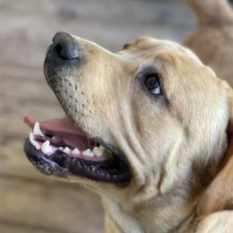 Duck - Labrador Retriever