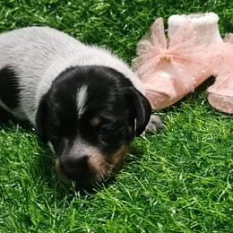 Girl 2 - Piebald female Dachshund puppy in Prattville, Alabama from Bridge Creek Dachshunds
