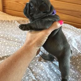 French Bulldog Puppies from Crooked C Ranch