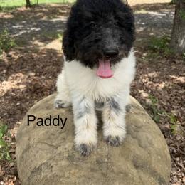 Cockapoo and Goldendoodle Puppies from Diva’s Darling Doodles