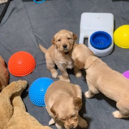 Golden Retriever Puppies from Fort Worth Goldens
