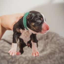 Australian Shepherd Puppies from Kelly Krew Aussies