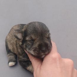 Zelda - Salt and pepper female Miniature Schnauzer puppy in Milton Freewater, Oregon from Rose Brook Family Farms