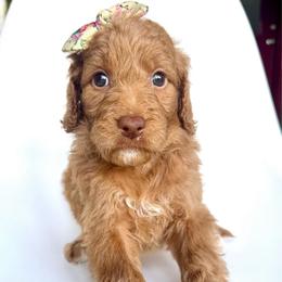 Martini - Apricot female Goldendoodle puppy in Mount Pleasant, Tennessee from Doodle My Heart