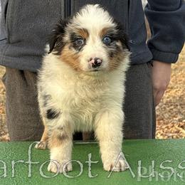 Boy 5 - Blue merle male Australian Shepherd puppy in Lowell, Indiana from Bearfoot Aussies and Tollers