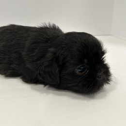 Shih Tzu Puppies from Moore Shih Tzus