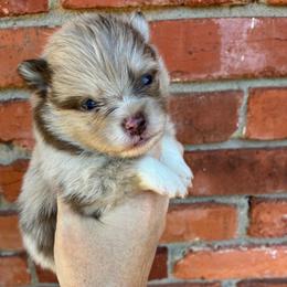 Kirby - Chocolate merle and tan tri male Pomeranian puppy in Inola, Oklahoma from My Bella’s Pomeranians