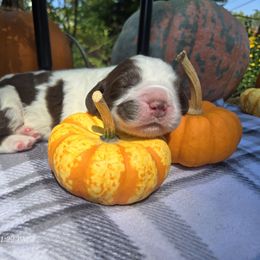 Jack - Liver and white male English Springer Spaniel puppy in Saginaw, Michigan from Kemerer Springers