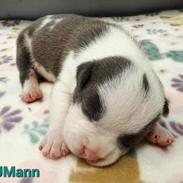 JMann - Blue male American Staffordshire Terrier puppy in Clintwood, Virginia from SkyBlue Kennel