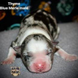 Thyme - Blue merle male Australian Shepherd puppy in El Dorado Springs, Missouri from HP Aussie Kennels