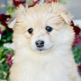 Morrigan $2,500 - Merle Pomsky puppy in Greenville, South Carolina from Thicketty Mountain Pomskies