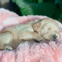 Aussiedoodle and Goldendoodle Puppies from Utah Faith Doodles