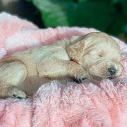 Aussiedoodle and Goldendoodle Puppies from Utah Faith Doodles