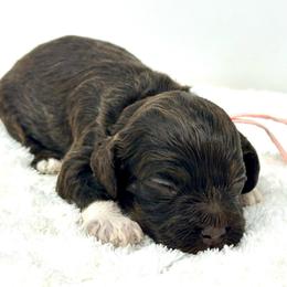 Pink collar girl - Brown and tan female Cockapoo puppy in Oologah, Oklahoma from Timber Hills Poodles and Doodles