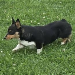 Pembroke Welsh Corgi puppies from AB Ranch