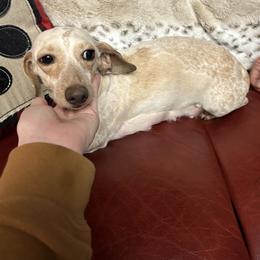 Sugar - Dachshund