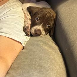 Blue - White and liver male German Shorthaired Pointer puppy in Spencer, Massachusetts from Outback Kennels