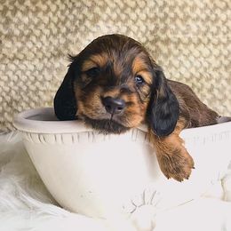 Dachshund Puppies from Sandstone Dachshunds